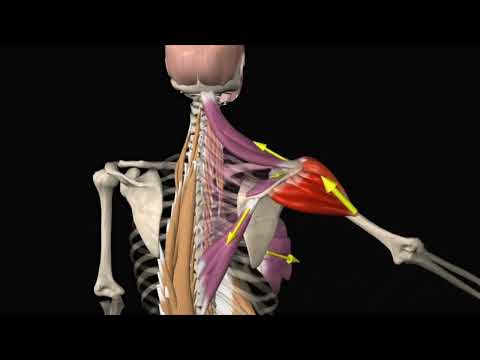 Shoulder joint Rotator cuff force couple - How shoulder impingement pain occurs!