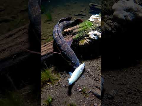 🎣😲UNBELIEVABLE Fish Life in the Countryside! You Won't Believe This! #1