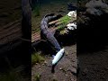UNBELIEVABLE Fish Life In The Countryside You Won T Believe This 1
