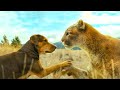 A Dog becomes mother of a puma cat and tries to find its owner