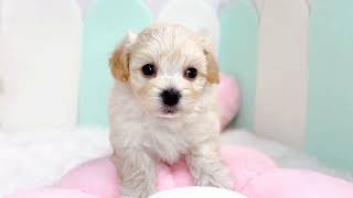 ハーフ犬の動画01