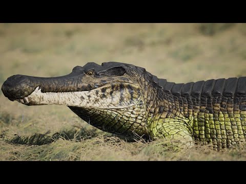 I Played The Sarco TLC And This Is What Happened...