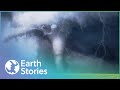 Surviving The Destructive Power Of Tornado's | The Weather Files