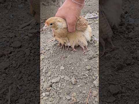 Female Loves Their Chicks | #partridges #partridgechicks #birds