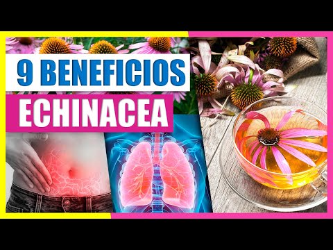 Health Benefits of Echinacea - Cure a Cold, Respiratory Problem, Echinacea Tea