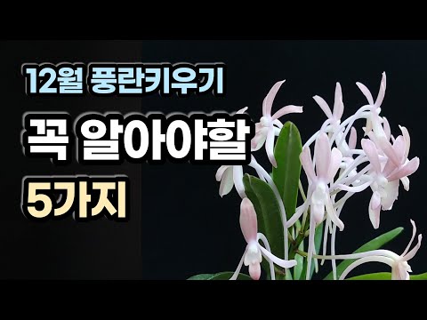 , title : '12월의 풍란관리 휴면과 성장'