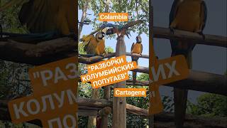 Разборки колумбийских попугаев COLAMBIA #cartagena #колумбия #cruise