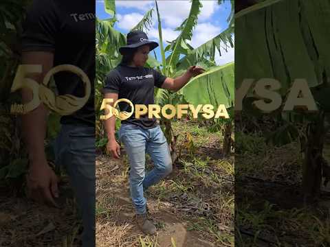 Luis Fernando Productor de plátanos de Tola Rivas, aplica MICOSAT. #agricultura