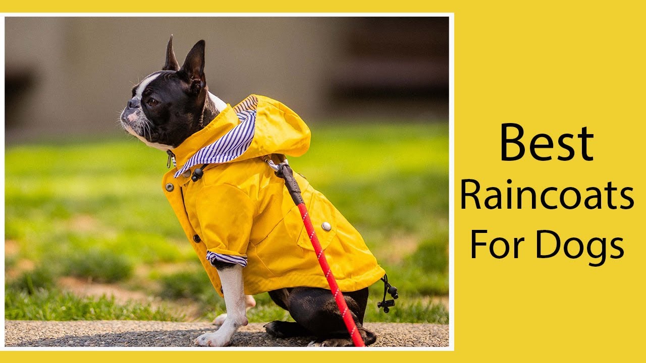 Best Dog Raincoats and Rain Boots || Best Waterproof Dog Jacket Review [2020]