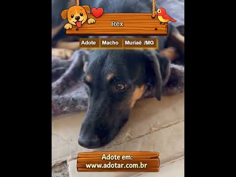 Vídeo de Rex