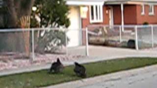 preview picture of video 'Turkey Vulture fighting/mating (?) in Allen Park Mi. Episode 1.'