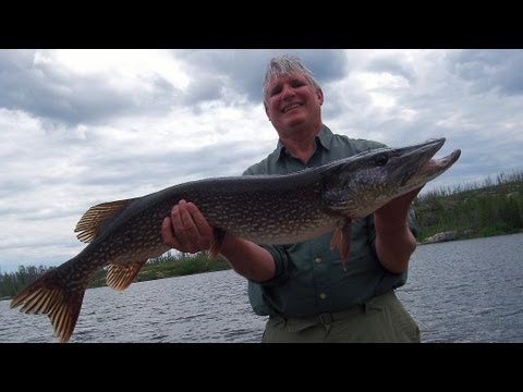 Loree Lake 42 inch Trophy Pike - Amik Outposts