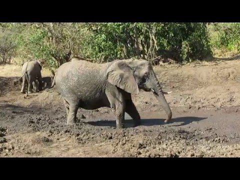Elephants playing in the Mud, Mashatu, Botswana