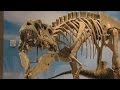 Ferocius Dinosaur Named Lythronax Argestes And King Of Gore Shown Off In Utah