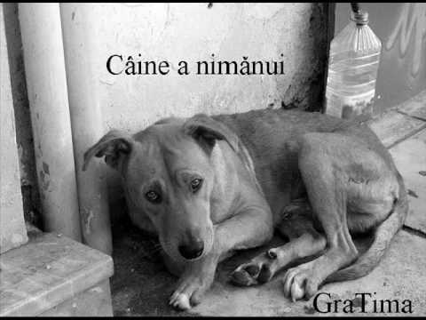 GraTima - Caine a nimanui