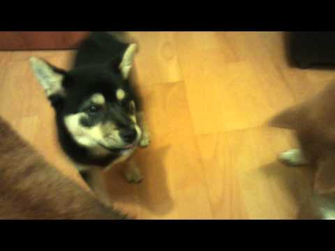 雌雄爭霸之搶潔牙骨(原發表者:毛豆姐)(影片)