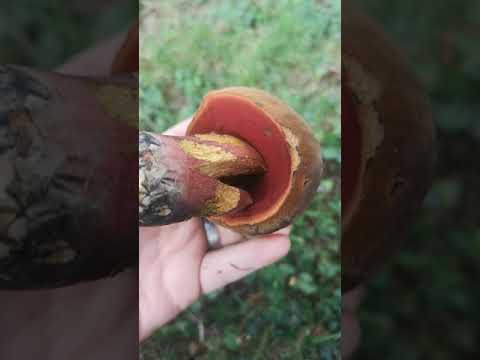 Identificação de fungos comestíveis: Neoboletus praestigator - Scarletina bolete.