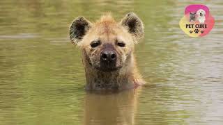 Funny Animal Videos Funny Pet Video  Funny Laughing Videos  Linh miêu đuôi cộc & Linh Cẩu