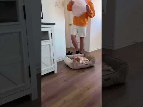 #cat #funny #catlover #kitten #pets