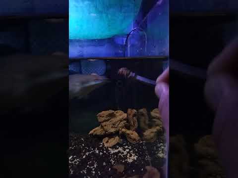 raja-aquarium-channa-maru-ysshort