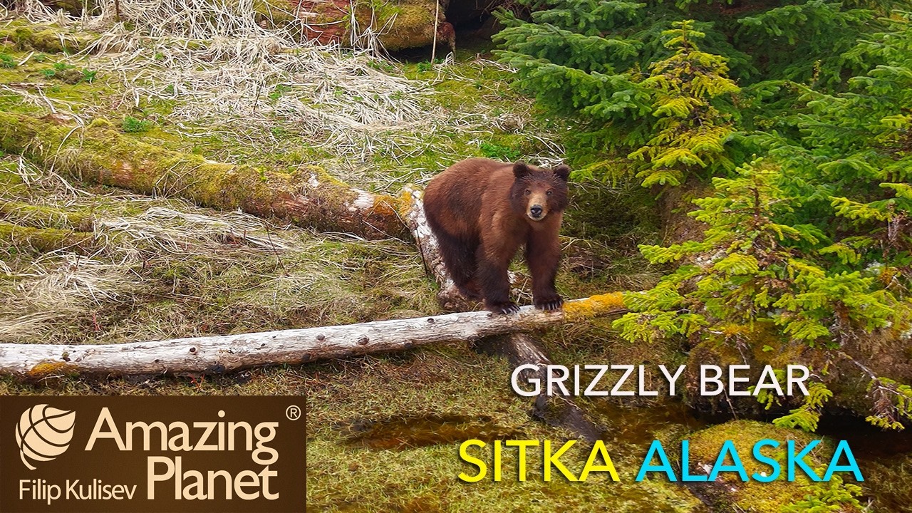 Grizzly bear, Sitka, Alaska: Amazing Planet (4K) 2026