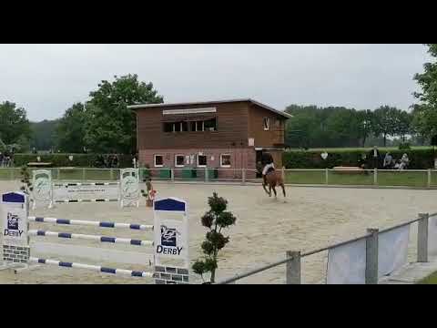 Cerafina HP von Calmando x Chacco Blue x Graf Top x For Pleasure qualifiziert zum Bundeschampionat!😍