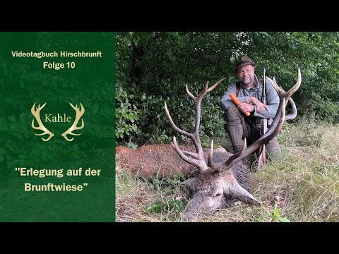 Erlegung auf 25 Meter - Reaktion auf Brunftruf