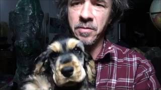 Dog Looks Like Gene Simmons from Kiss, maybe Eddy Munster