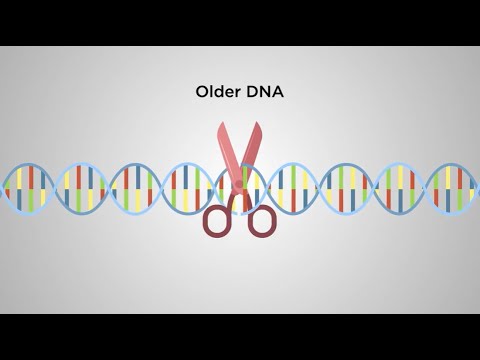 How does DNA age and how do we rejuvenate DNA?