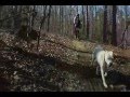 Mountain Bike Trail Dog "R.L. Burnside Goin' Down ...