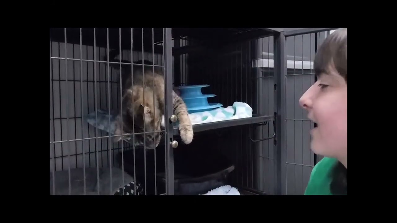 Enlarge PEPPERMINT, a ADOPTABLE Domestic Short Hair in Ironwood, MI video 2/2