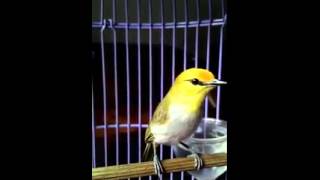 Download lagu pleci wallacea jenis pleci dengan suara termerdu.durasi panjang mp3