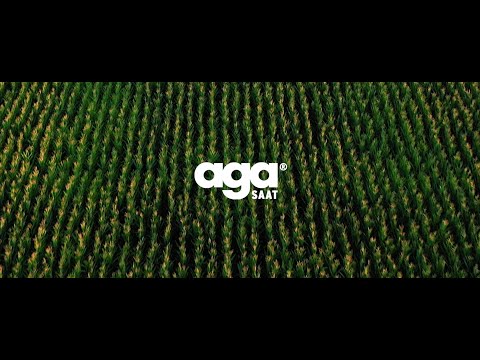 Abgedrehter Mais – Natürlich vom Maissaat-Spezialisten agaSAAT