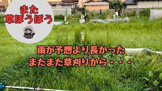 The rain lasted longer than expected... the grass is overgrown (lol) [Weeding] [Home gardening]