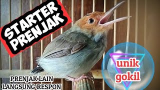 Download lagu SUARA PRENJAK NYETATER | PRENJAK STATER PANCINGAN BUNYI SUARA PIKAT TERBAIK mp3 Download lagu SUARA PRENJAK NYETATER | PRENJAK STATER PANCINGAN BUNYI SUARA PIKAT TERBAIK mp3