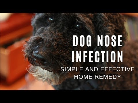 My Dog's Nasty Nose Infection