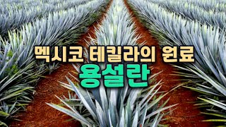 [2분 상식] 멕시코 전통주 테킬라의 원재료, 용설란