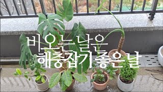 비오는 날은 해충잡기 좋은 날. (다육이, 관엽식물 병충해약 살포) succulents/多肉植物/たにくしょく…