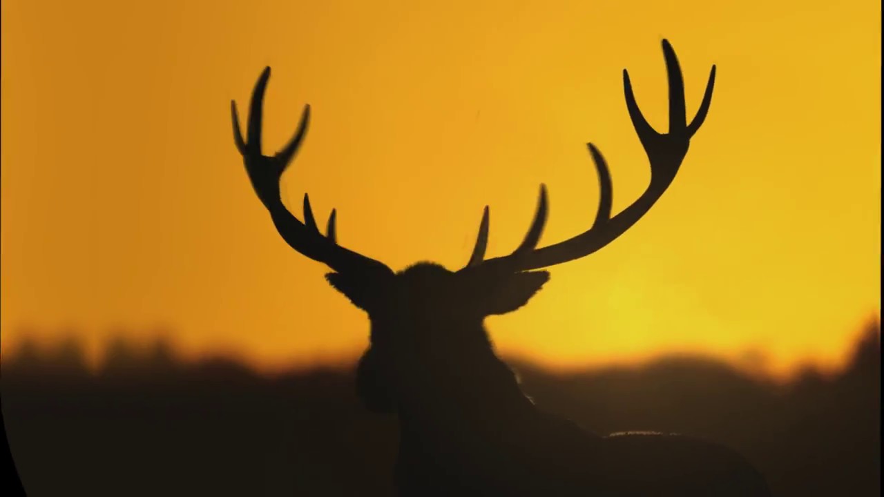 YouTube video: YouTube video player