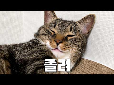 고양이도 잠꼬대를 합니다...