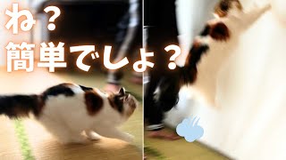驚異のジャンプ力！120cmの高さを何度でも跳ぶ北欧猫【保護猫/シャム猫/シャムミックス＆ノルウェージャンフォレストキャット】#cat #japanesecat