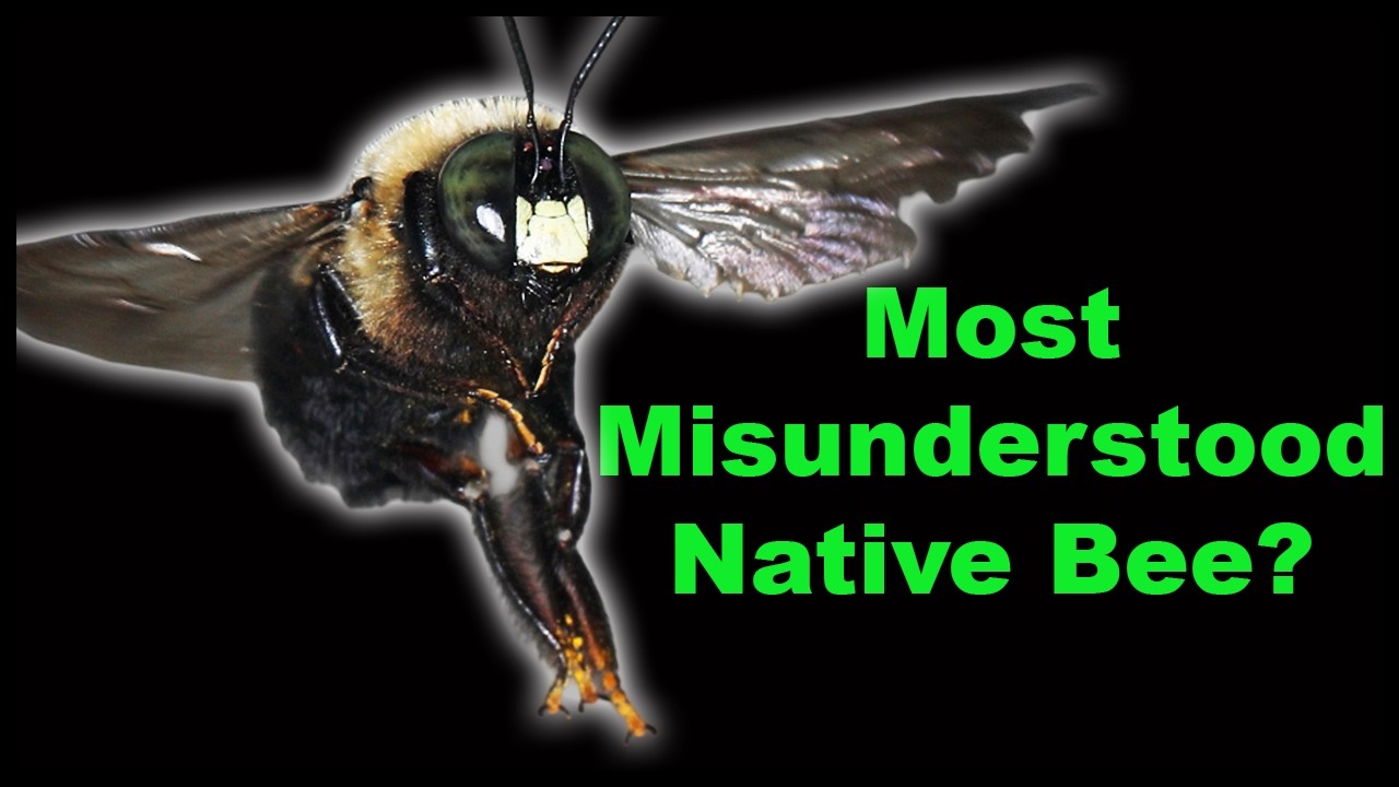 This Will Change the Way Think About Carpenter Bees!