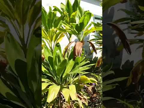 La estación de Lajas!!! Cienfuegos #cuba