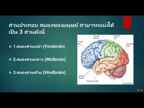 สิ่งที่เป็นแรง taumkraft 4.1 รากขิงสำหรับแรงชาย