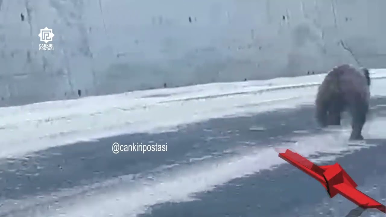 Çankırı’da karayoluna çıkan ayı yavrusu yüzlerce metre koştu