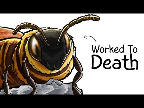 Why it Sucks To Be Born As a Bee