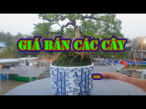 [Bonsai mini] - Tổng hợp - Giá từng cây, cũ mới của các video trước | Bonsai Mini Phong Cách