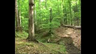 preview picture of video 'Андрій Михайлик. Primeval Beech Forests'