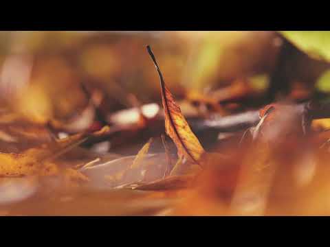 8Dio Score This – Flavio G Cuccurullo – "Remembering The Future"