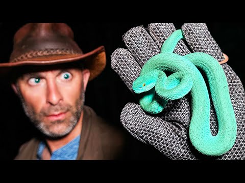 Super Rare Blue Viper Caught! (Gary De'Snake from Zootopia!?)
